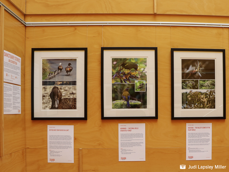 Photo essays about ZEALANDIA wildlife by the Sanctuary Storytellers